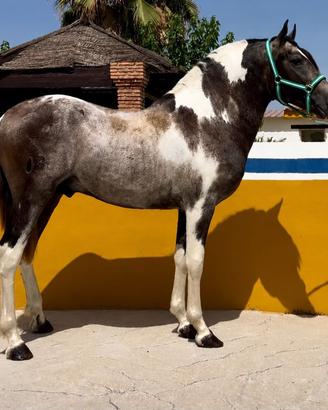 Cavallo Iberico