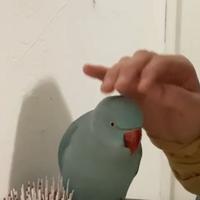 Parrocchetto dal collare azzurro pappagallo