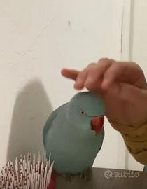 Parrocchetto dal collare azzurro pappagallo