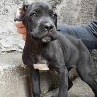 Cucciola Cane Corso