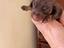 Immagine 4