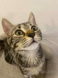 Gattino gattino
