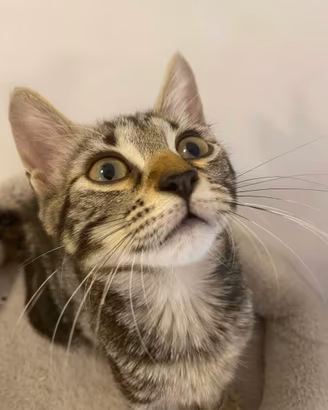 Gattino gattino
