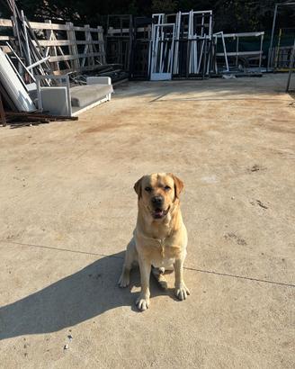 Labrador da monta