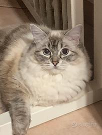 Ragdoll femmina