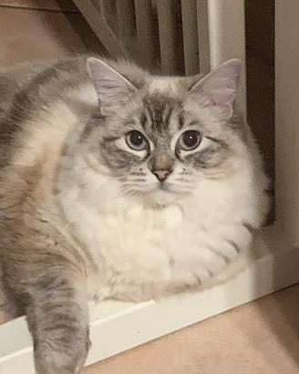 Ragdoll femmina