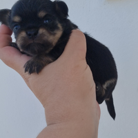Chihuahua con pedigree