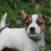 Jack Russell Terrier