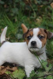 Jack Russell Terrier
