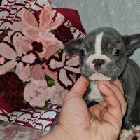 Bulldog francese piccolo mini