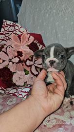 Bulldog francese piccolo mini