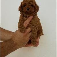 Barboncini mini Toy red con attestato