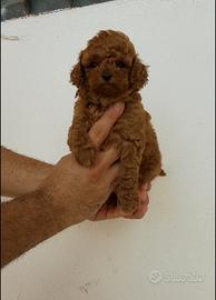 Barboncina mini Toy red con attestato