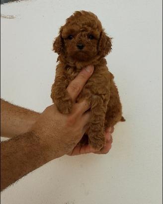 Barboncini mini Toy red con attestato