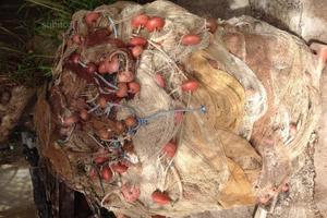 Sciabica Da Spiaggia Pesca professionale