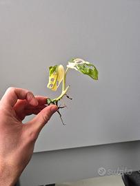 Monstera Adansonii Variegata 