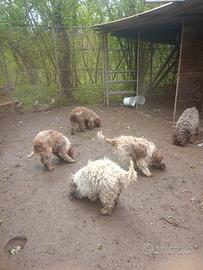 Lagotto da tartufo