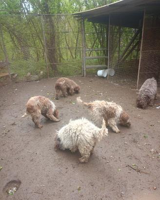 Lagotto da tartufo