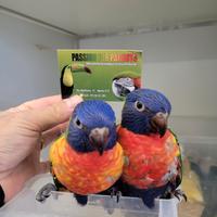 Pappagalli Lorichetto Arcobaleno DA IMBECCO