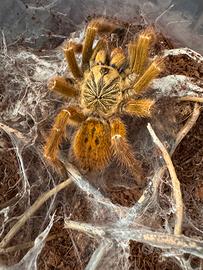 Tarantola OBT