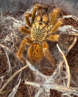 Tarantola OBT
