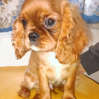 Cucciolo Cavalier King ruby con pedigree ENCI
