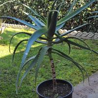 Aloe Arborescens in fiore