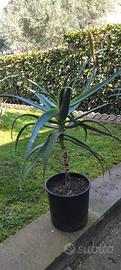 Aloe Arborescens in fiore