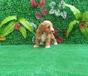 Cucciolo maltipoo