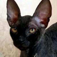 Cornish rex