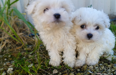 Cuccioli di Maltese