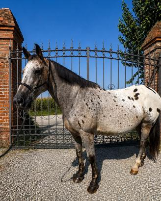Mezza fida disponibile cavallo per principianti