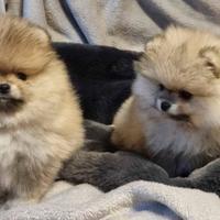 Cuccioli spitz pomerania mini toy maschi femmine