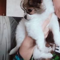 Femminuccia chihuahua pedigree