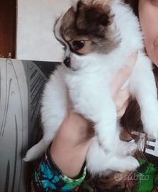 Femminuccia chihuahua pedigree