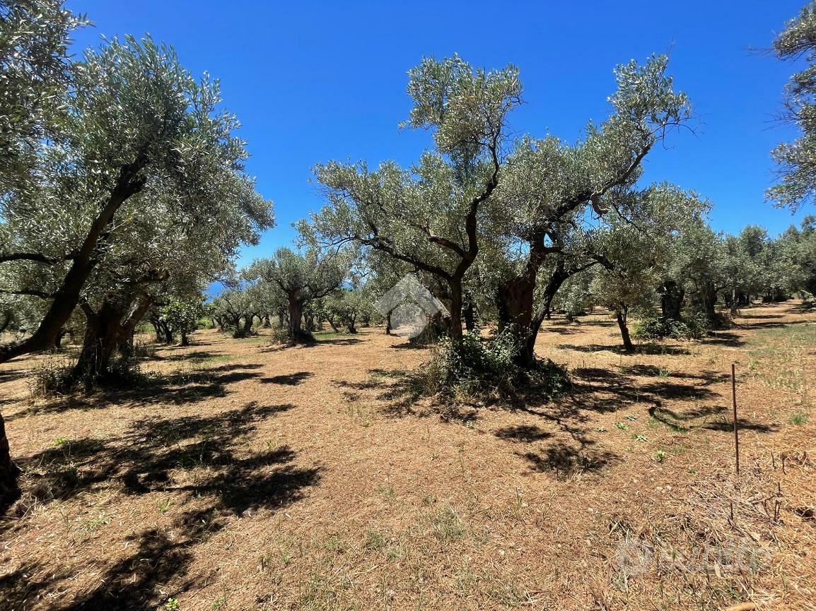 TER. AGRICOLO A NOCERA TERINESE - Vista 5