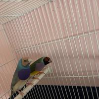 Diamantini di Gould giovani in mutazione + gabbia