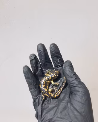Salamandra tigre