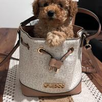 Barboncino albicocca