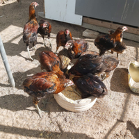 Gallo Araucana - già fecondo - Lecce