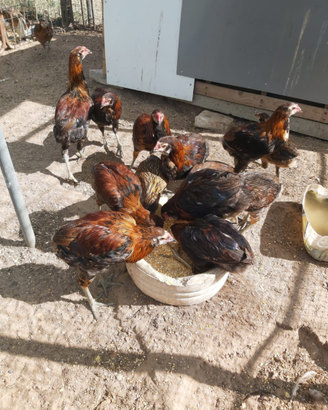 Gallo Araucana - già fecondo - Lecce