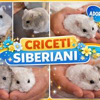 Criceti bianchi e grigi