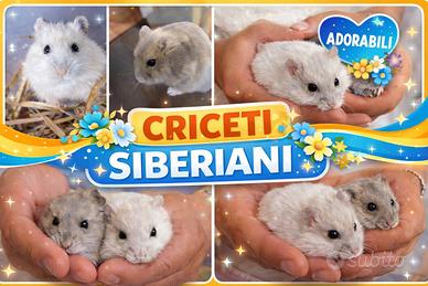 Criceti bianchi e grigi