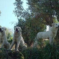 Cani maremmani abituati a stare con animali