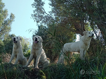 Cani maremmani abituati a stare con animali