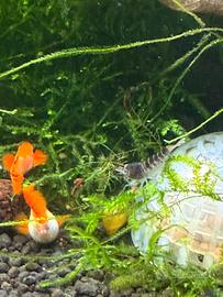 Caridine (new genetica )