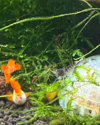 Caridine (new genetica )