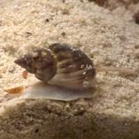 Lumache Acquario Marino