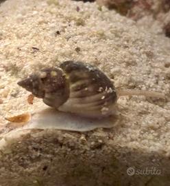 Lumache Acquario Marino