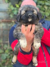 Splendidi cuccioli di Pastore del Caucaso